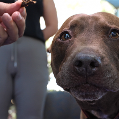 UQ Canine Co-Counselling therapy dog Rex 